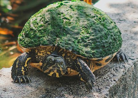 A turtle with a moss-covered shell is resting on a concrete surface, with green foliage in the background and a glimpse of water.