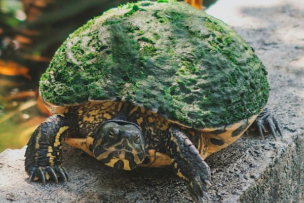 A turtle with a moss-covered shell sits on a concrete surface, surrounded by lush greenery in the background.