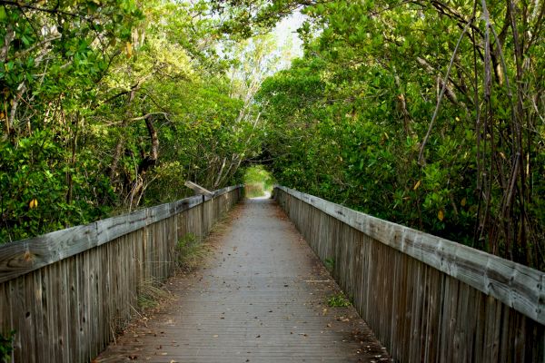 A wooden boardwalk surrounded by lush green foliage, creating a natural tunnel effect through the trees, leading into the distance.