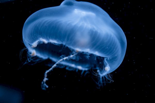 The image shows a translucent jellyfish with a bluish glow floating in dark water, showcasing its delicate, umbrella-shaped body and trailing tentacles.